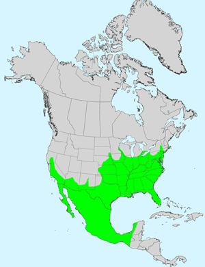 North America species range map for False Daisy, Eclipta prostrata: 
